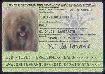 Kontakt zu Tibet-Terrier Balu