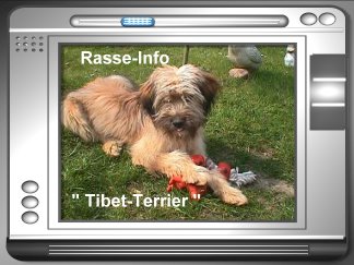Rasse Info Tibet-Terrier